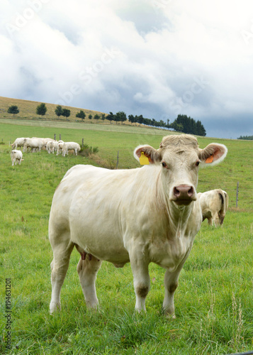 A pregnant cow of Charolais breed, in a field in the countryside. A herd of cow in a field.