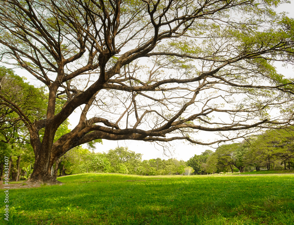 Obraz premium big tree in park