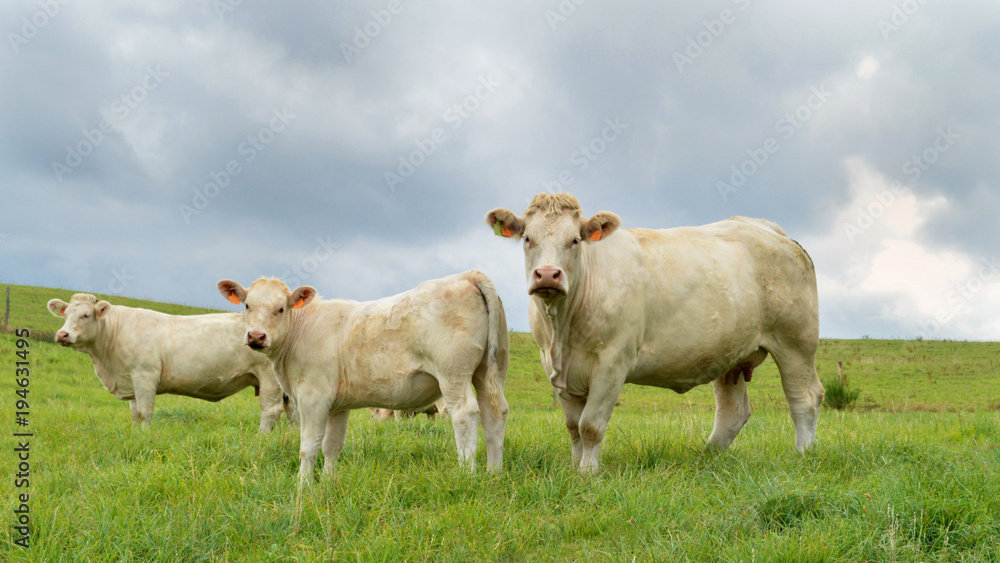 A mother cow Charolais breed, with her calf in a field in the countryside. A mother cow Charolais breed, with her calf in a field in the countryside.