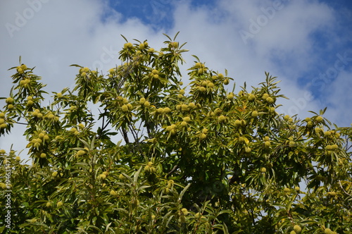 Zoom on a Chestnuts tree in the blue sky