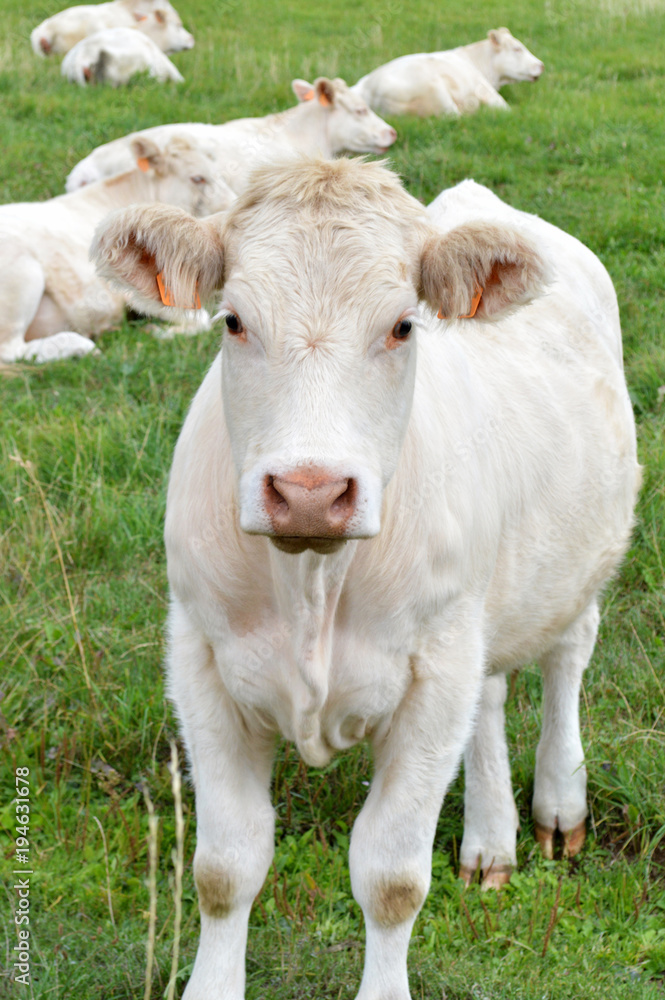 A herd of calves in a field. Breeding cow of Charolais breed.