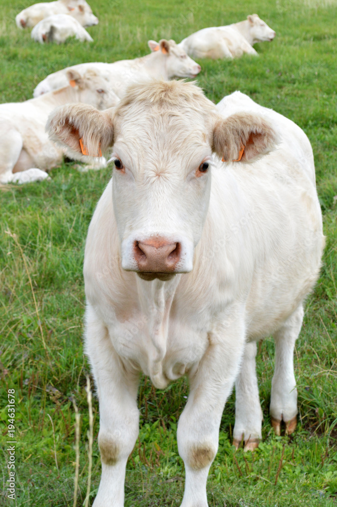 A herd of calves in a field. Breeding cow of Charolais breed. A herd of calves in a field. Breeding cow of Charolais breed.