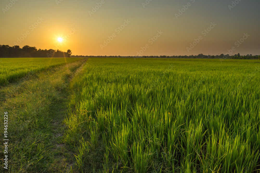 Jasmine rice farm with beautiful sunset. Jasmine rice farm with beautiful sunset.