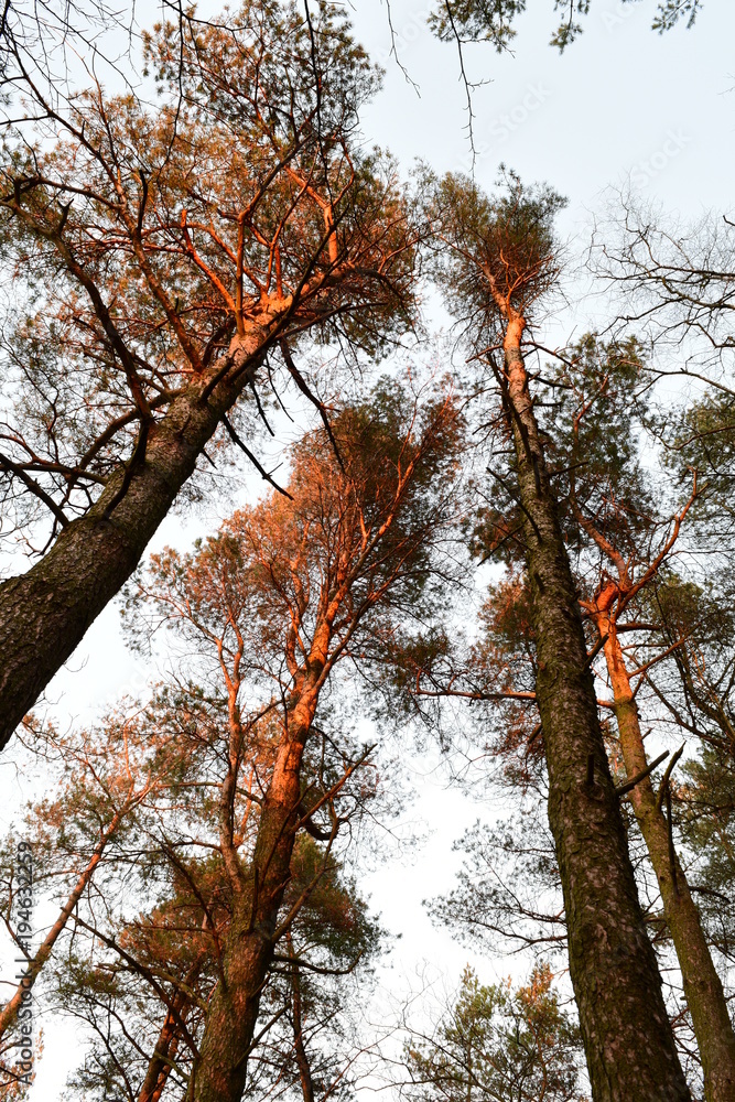 Obraz premium Looking up