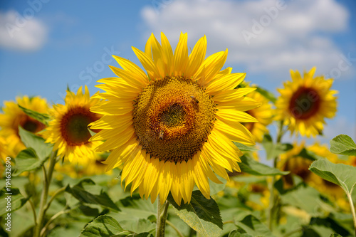 sunflowers in Tuscany