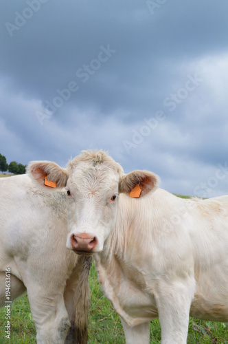A calf in a field. Breeding cow of Charolais breed.