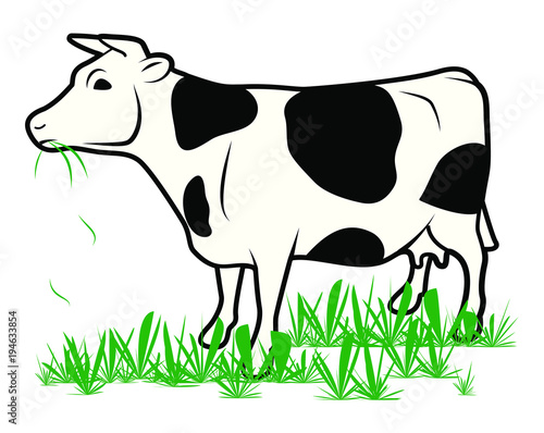 Cow chewing grass (ID: 194633854)