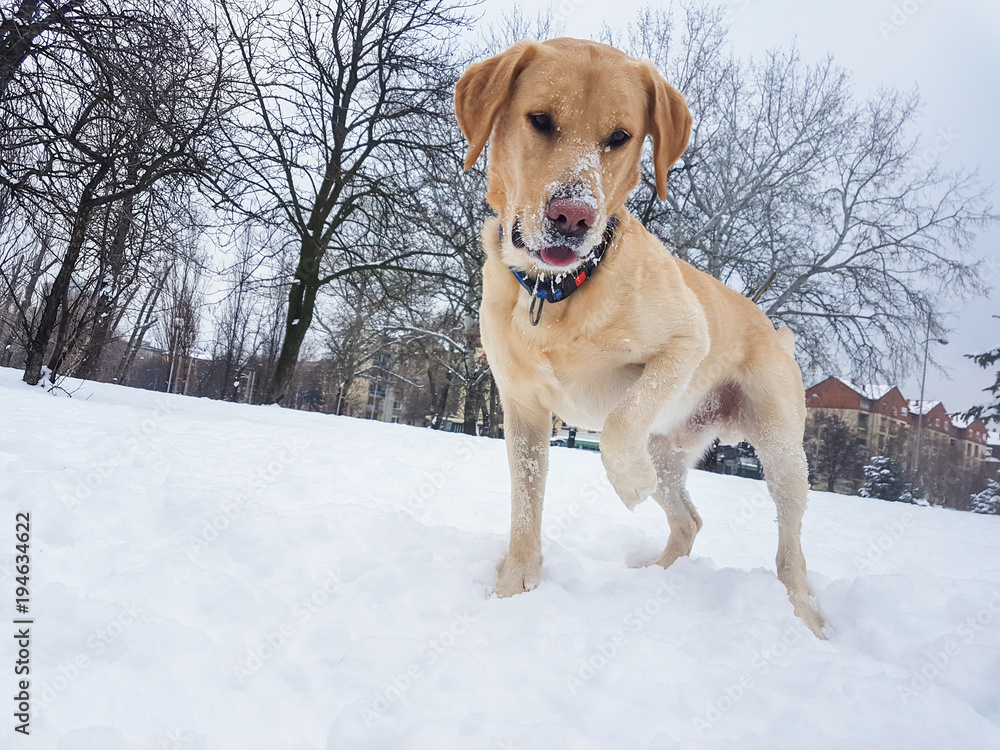 Labrador dog at snow