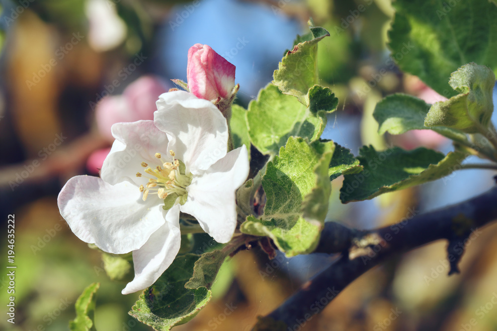Obraz premium Blossoming apple tree in spring