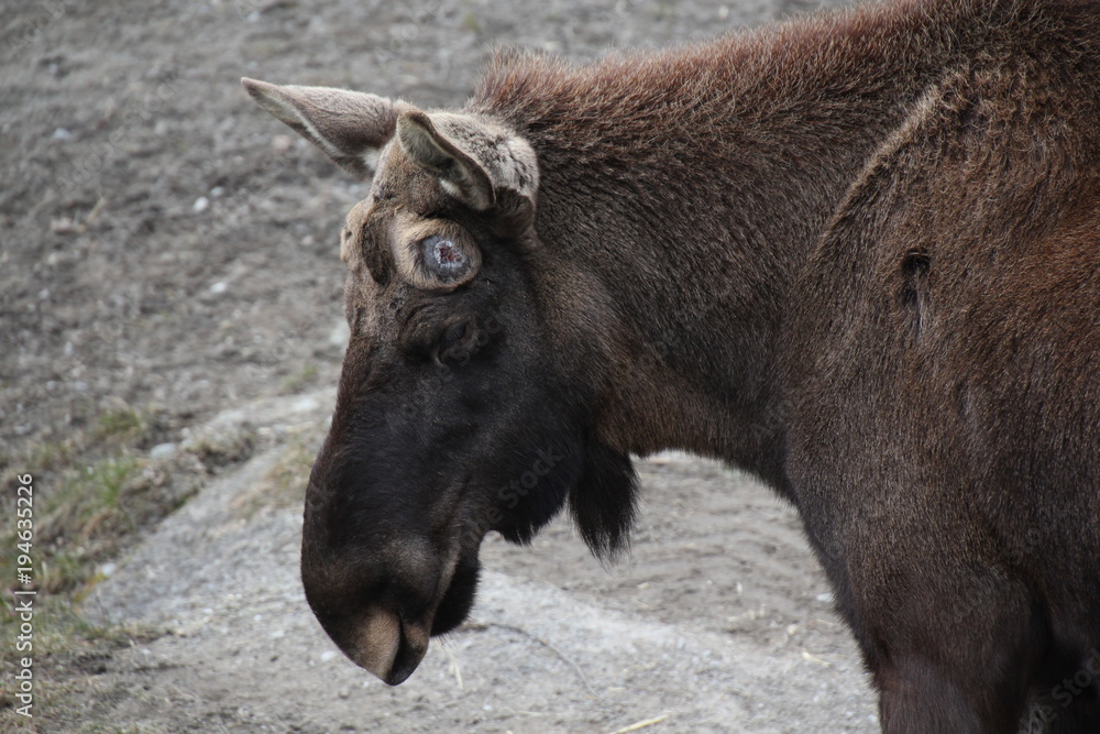 Fototapeta premium Elch