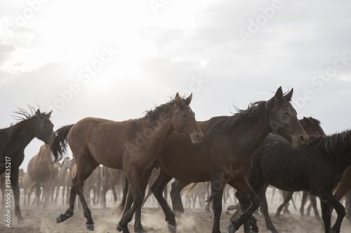 a plain with beautiful horses in sunny summer day in Turkey. Herd of thoroughbred horses. Horse herd run fast in desert dust against dramatic sunset sky. wild horses 