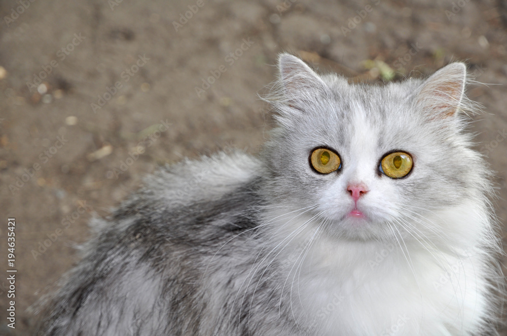 Beautiful fluffy cat walking on the street