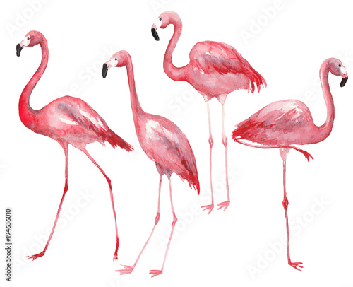Watercolor pink flamingo set