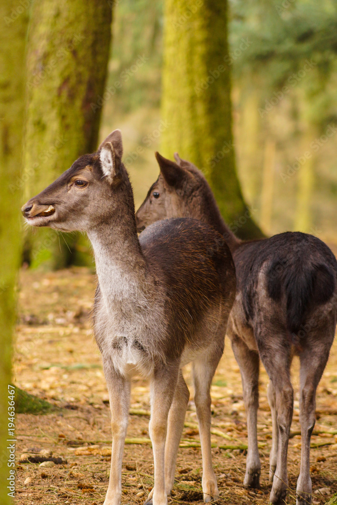 Fototapeta premium Damwild