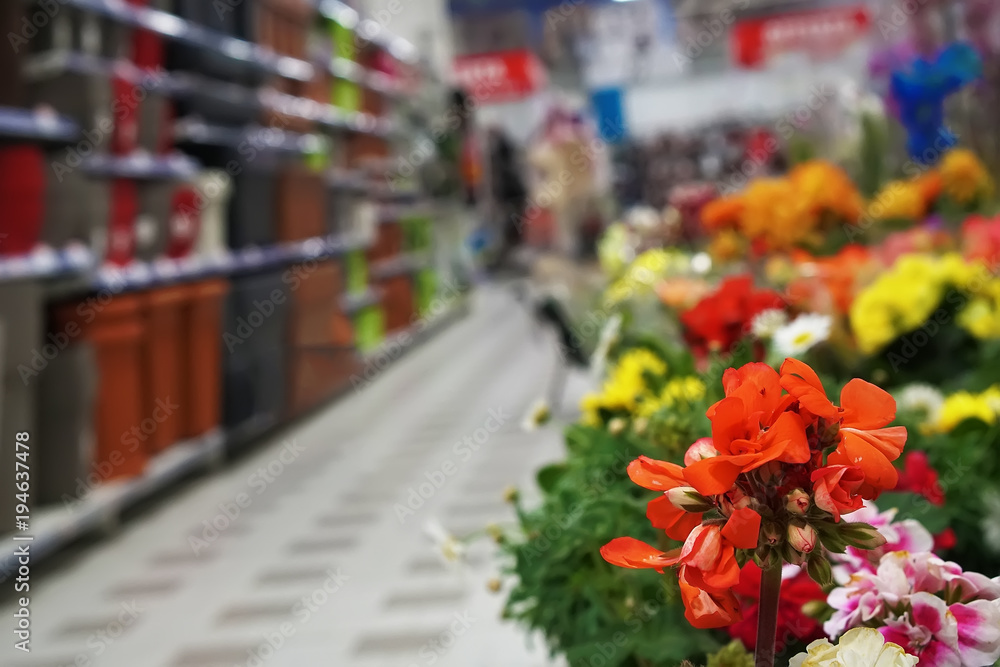 flower and garden department in a supermarket