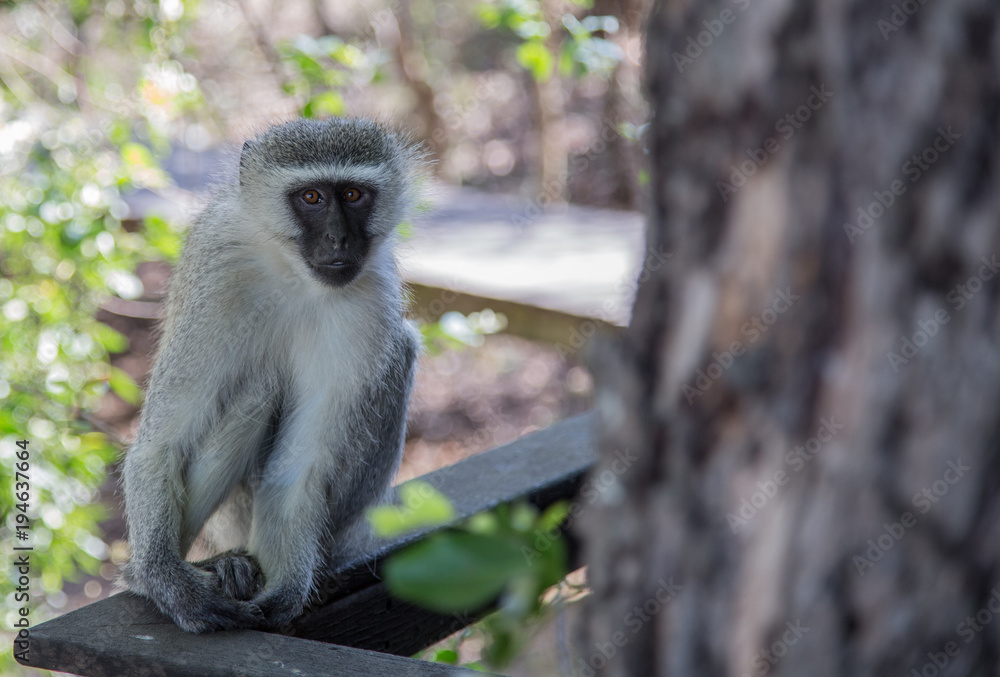 Fototapeta premium Affe