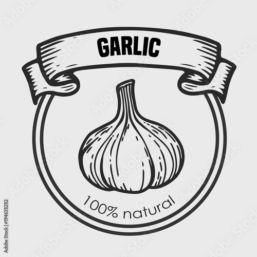 Garlic vector drawing