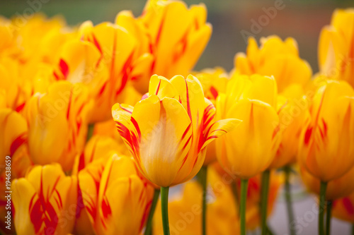 Olympic Flame  tulips blooming