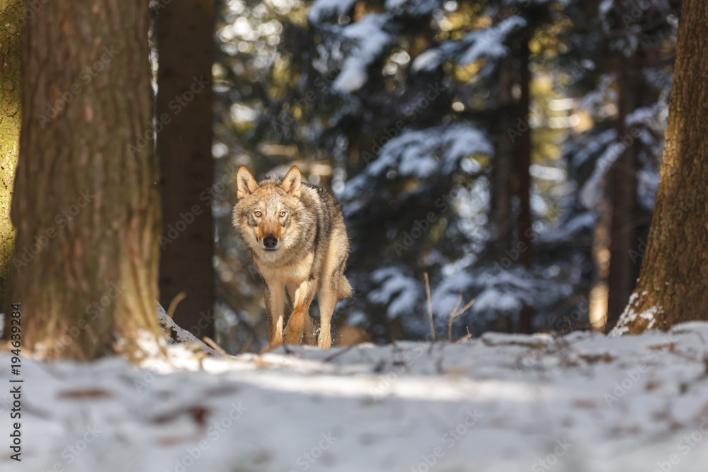 Naklejka premium Wolf im Winter