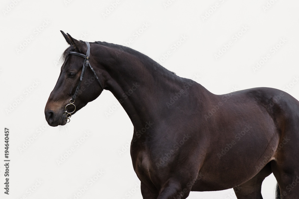 Obraz premium Black horse with the bridle on light background isolated 