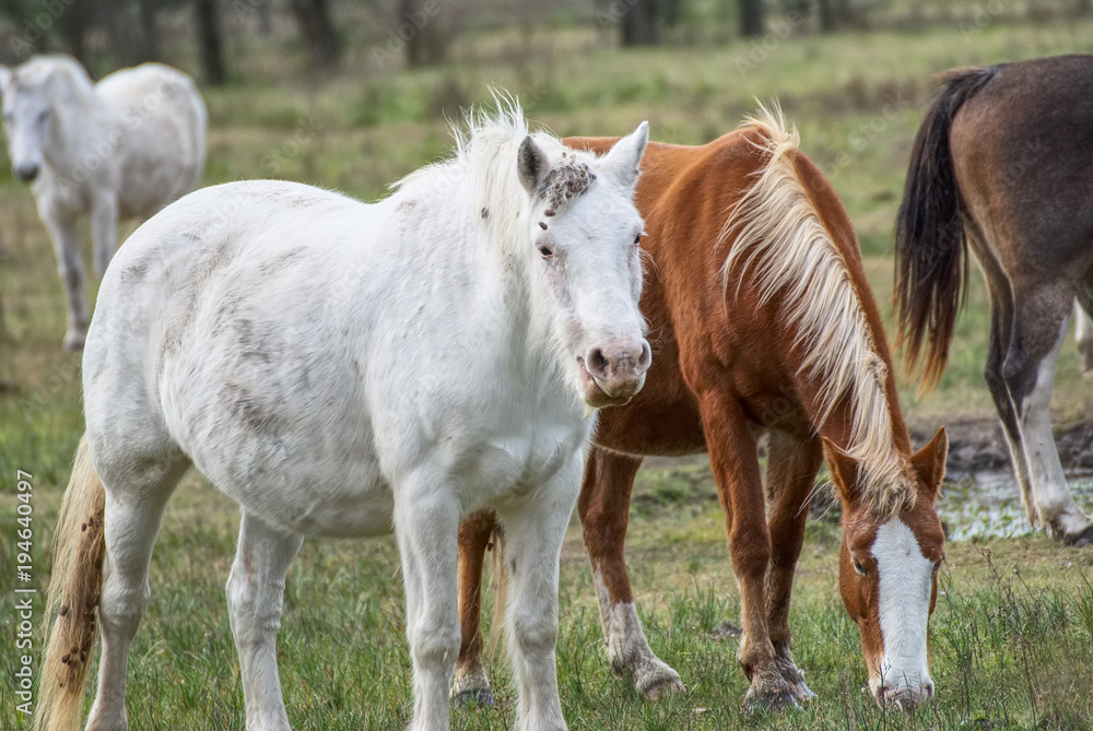 horses free on a field in winter in argentina