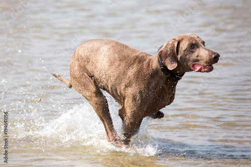Hund tobt am Strand