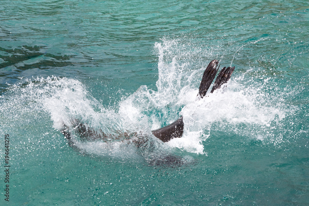 Seelöwe spielt im Meer Seelöwe spielt im Meer