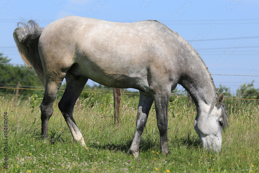 Pferd (Schimmel) auf Weide Pferd (Schimmel) auf Weide