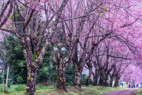 Wild Himalayan Cherry in Khun Wang royal project photo