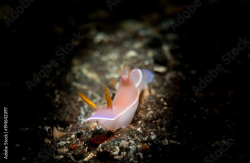 Nudibranch © Simon