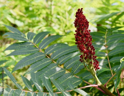 Bright red fruit and green leaves of staghorn sumac plant