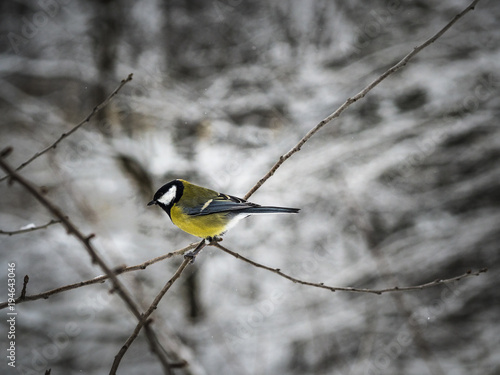 Beautiful Great tit sitting on a branch in a park in Lviv, Ukraine