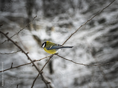 Beautiful Great tit sitting on a branch in a park in Lviv, Ukraine © Solomiia