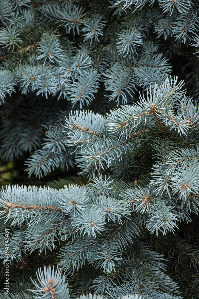 blue fir in winter