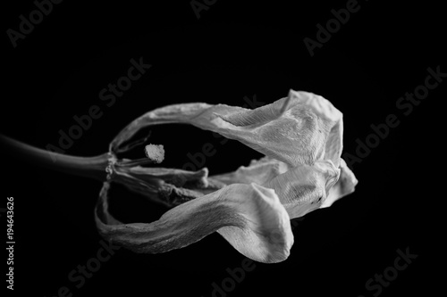 Wilted tulip. Black and white