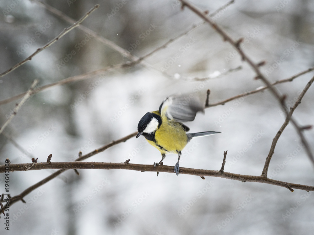 Fototapeta premium Beautiful Great tit taking off from a branch in a park in Lviv, Ukraine