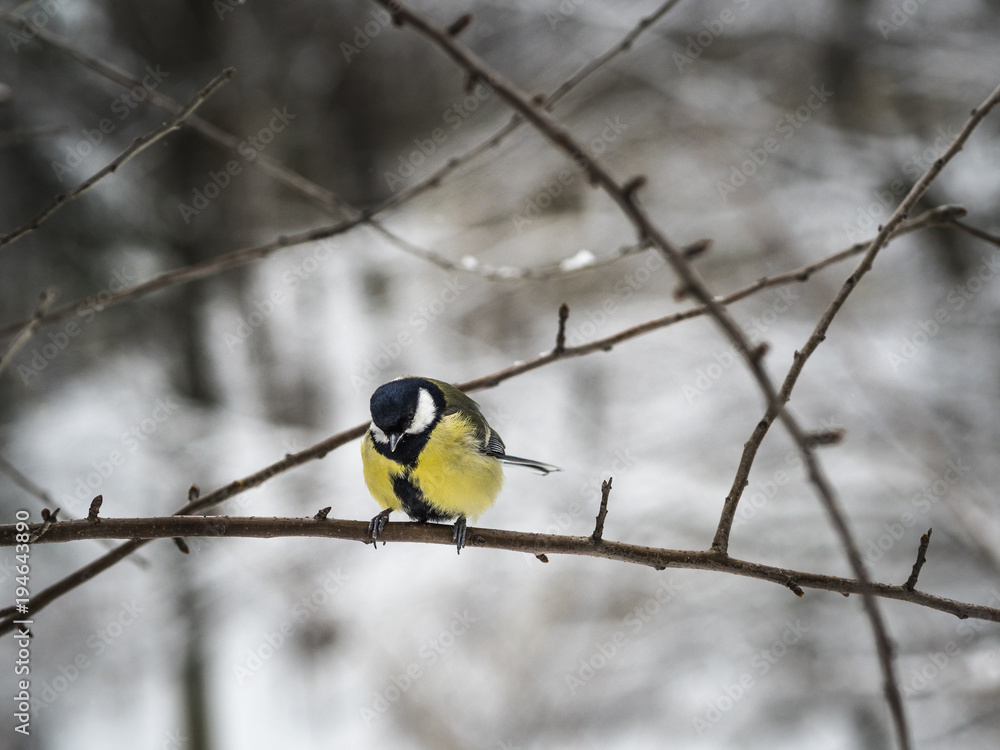 Beautiful Great tit sitting on a branch in a park in Lviv, Ukraine Beautiful Great tit sitting on a branch in a park in Lviv, Ukraine