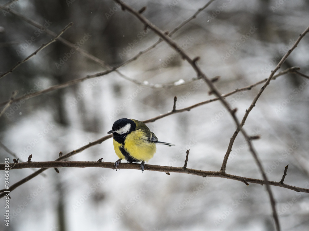 Beautiful Great tit sitting on a branch in a park in Lviv, Ukraine Beautiful Great tit sitting on a branch in a park in Lviv, Ukraine