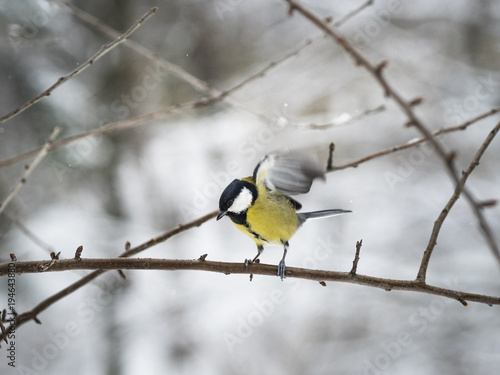Beautiful Great tit taking off from a branch in a park in Lviv, Ukraine © Solomiia