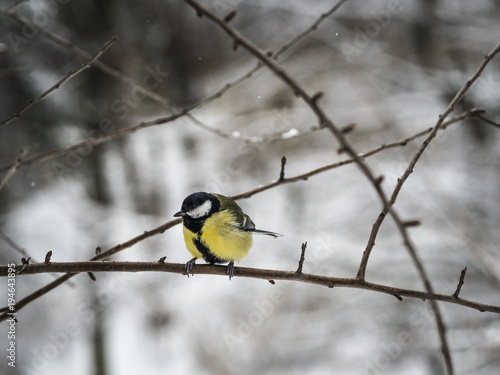 Beautiful Great tit sitting on a branch in a park in Lviv, Ukraine © Solomiia