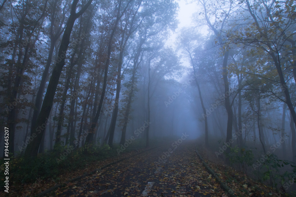 Fototapeta premium Landscape with foggy autumn park, many trees in cold blue colors 