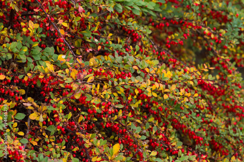 Autumn colorful bush with green and yellow leaves and redberrys