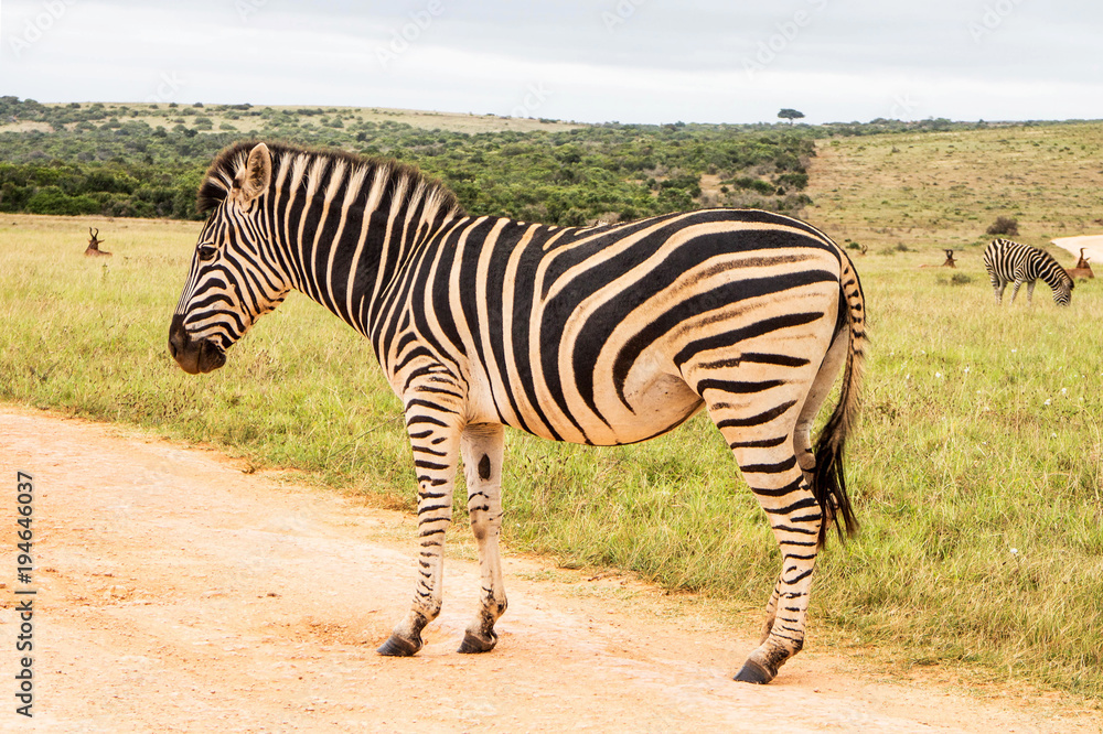 Single Zebra Standing On A Dirt Road In South Africa Single Zebra Standing On A Dirt Road In South Africa