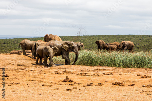 Herd Or Family Of Elephants At A Water HOle in Eastern Cape South Africa