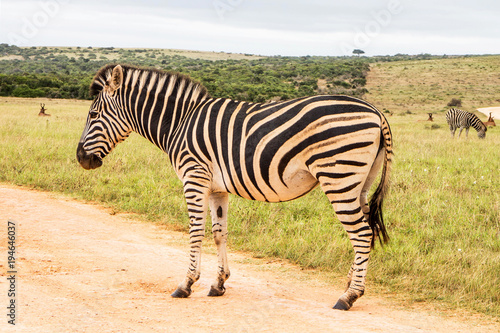 Single Zebra Standing On A Dirt Road In South Africa
