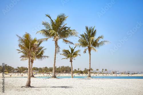 Beautiful beach with coconut palm trees near Dubai  United Arab Emirates.