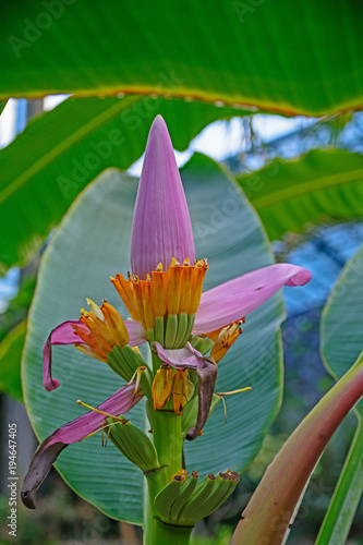 Bananenblüte