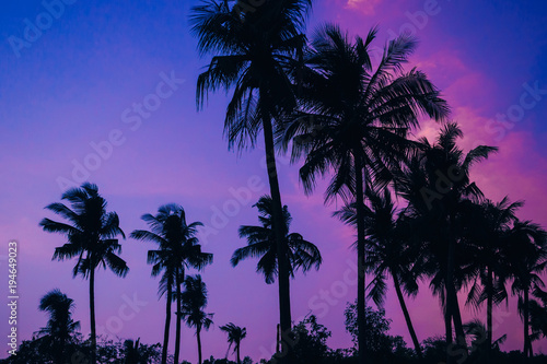 silhouettes of palm trees on the background of blue evening sky with sunset in summer on the beach