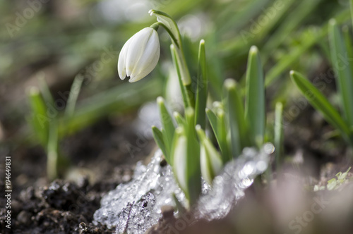 Galanthus nivalis, common snowdrop in bloom, early spring bulbous flowers in the garden