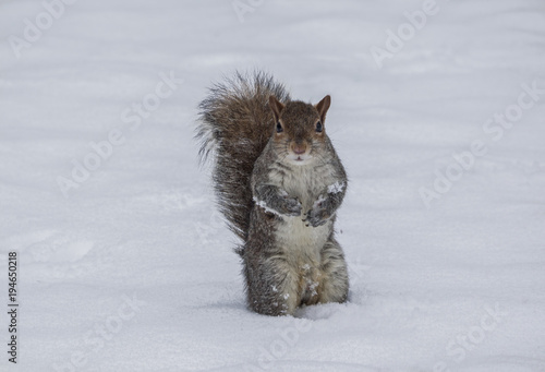 a cute grey squirrel in winter in a snow-covered meadow